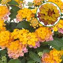 Bild von Lantana P12 Rose Gold